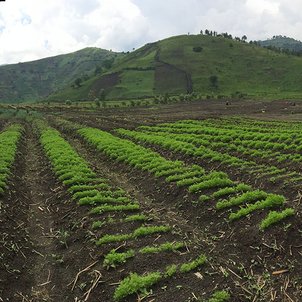 hearcongo-projects-_0008_Agri panoramic 2